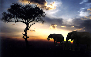 Afrika Safari Afrika Safari